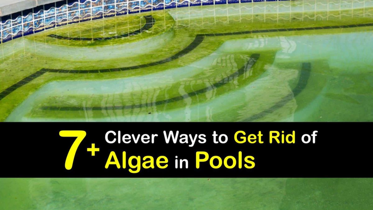 how to eliminate green algae in pool