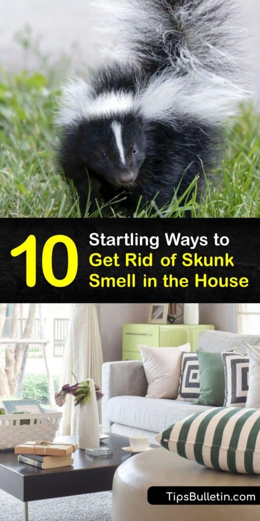 Fight back against skunk odor that finds its way inside your home. Learn how to get rid of skunk smell with dish soap, bleach, and tomato juice while making DIY de-skunking recipes and understanding the thiols that are responsible for the stench of skunk spray. #skunk #smell #house #getridof