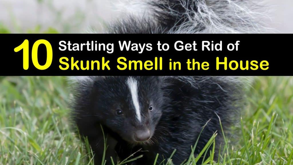 How to Get Rid of Skunk Smell in the House titleimg1