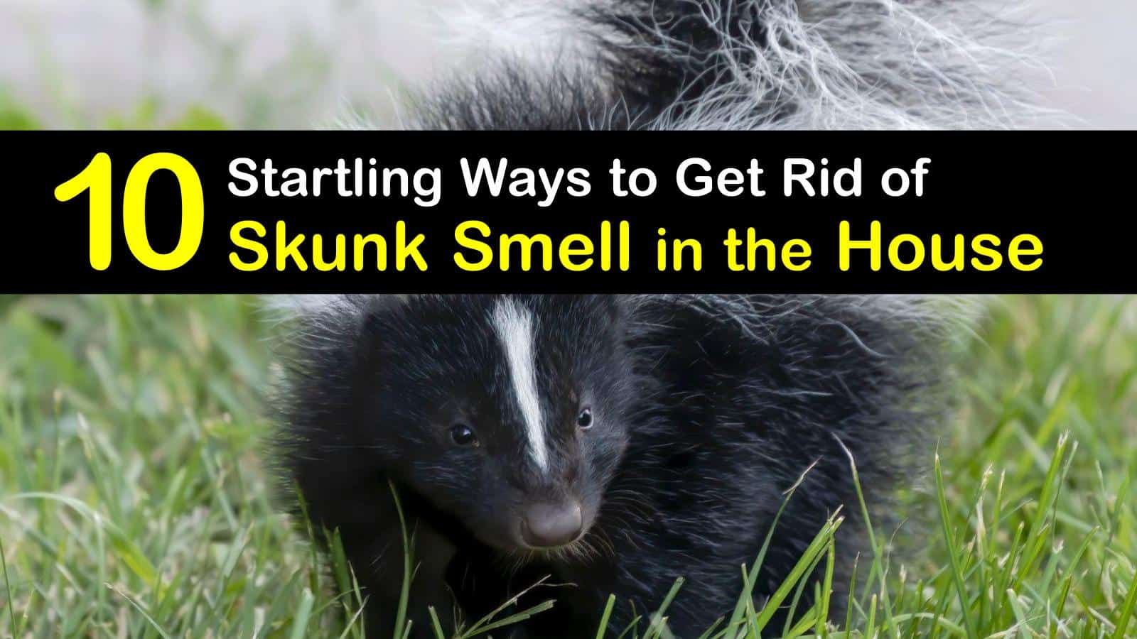 10 Startling Ways to Get Rid of Skunk Smell in the House - How To Get Rid Of Skunk Smell In House