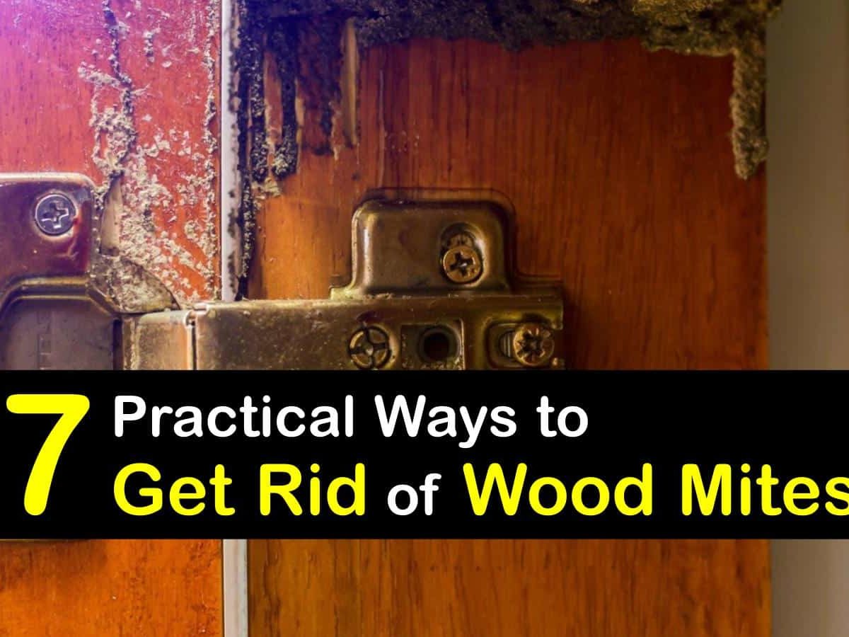 How To Get Rid Of Tiny Wood Bugs