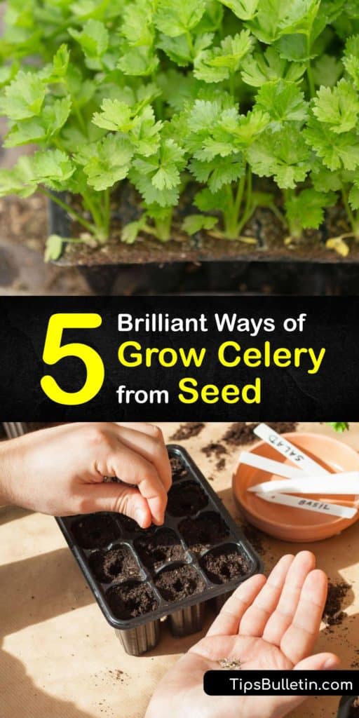 Learn how to plant celery, or Apium graveolens, in your garden. Since it has such a long growing season, it’s best to start celery seedlings indoors. Find out the best tips for germination, transplanting, and harvesting homegrown celery. #howto #grow #celery #seed