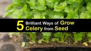 How to Grow Celery from Seed titleimg1