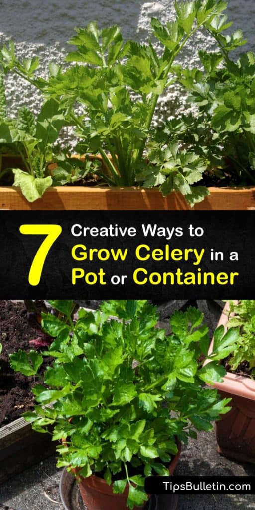 Learn how to grow celery in a pot, from sowing seeds and transplanting celery seedlings to munching on a celery stalk. The biennial Apium graveolens requires cool weather, mulch, plenty of fertilizer, and consistent watering throughout the growing season. #celery #grow #container #pots