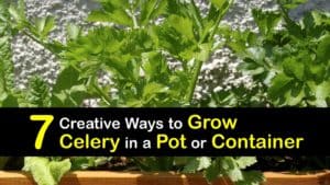 How to Grow Celery in a Pot or Container titleimg1