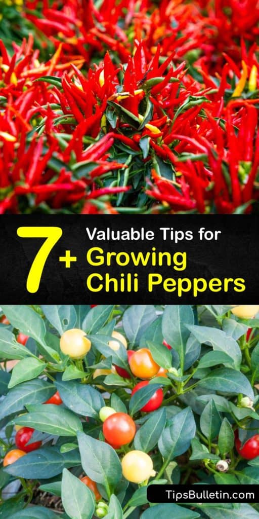 Discover the best tips and tricks for growing chili peppers like habanero or jalapeno. From the germination of pepper seeds and transplanting your homegrown hot peppers to how to get rid of aphids and what kind of mulch to use, we’ve got you covered. #grow #chili #peppers