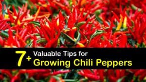 How to Grow Chili Peppers titleimg1