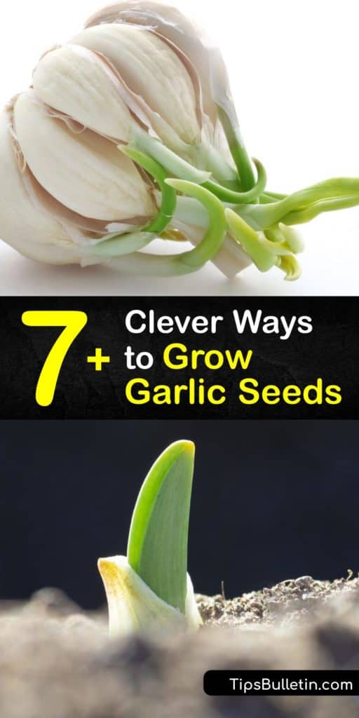 Find out why growers plant garlic in the garden to utilize its benefits for companion planting. Plant hardneck garlic varieties in the fall, and softneck garlic in early spring. Learn how to grow garlic seed and bulbils, and how to store garlic bulbs after harvesting. #howto #grow #garlic #seeds