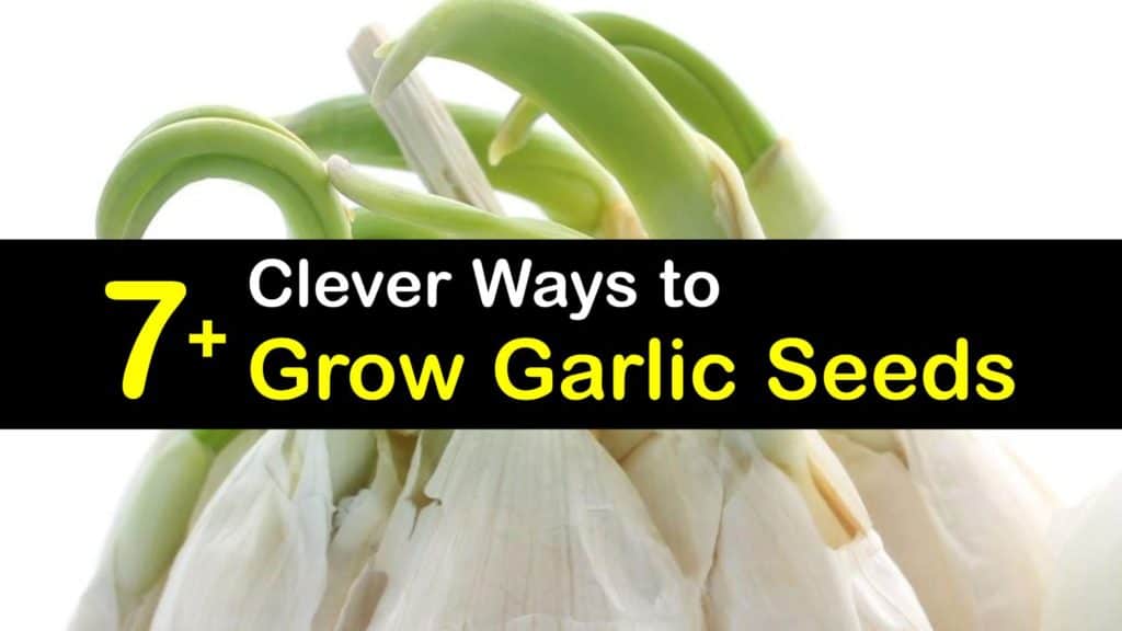 How to Grow Garlic from Seed titleimg1