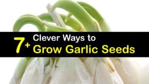 How to Grow Garlic from Seed titleimg1