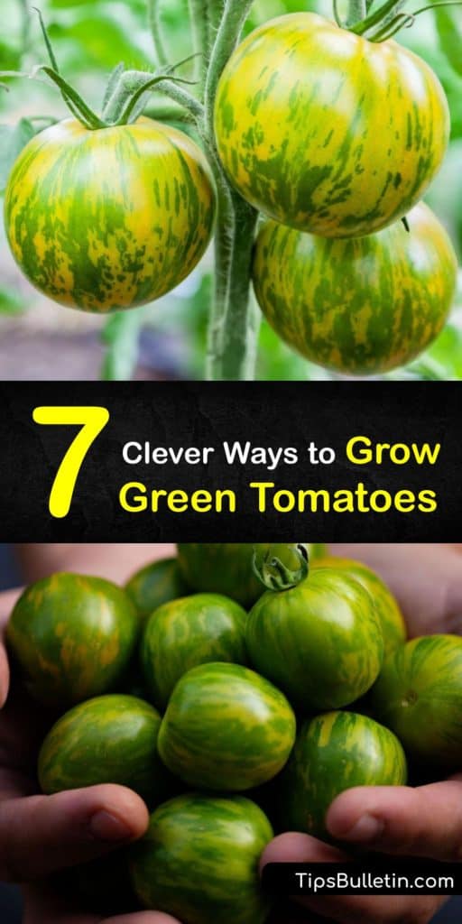 Discover how to grow green tomatoes at home in a few simple steps and enjoy delicious fruits at the end of the growing season. Aunt Ruby’s German Green, an heirloom beefsteak, produces green ripe tomatoes instead of red tomatoes, and is easy to grow. #howto #grow #green #tomatoes