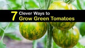 How to Grow Green Tomatoes titleimg1