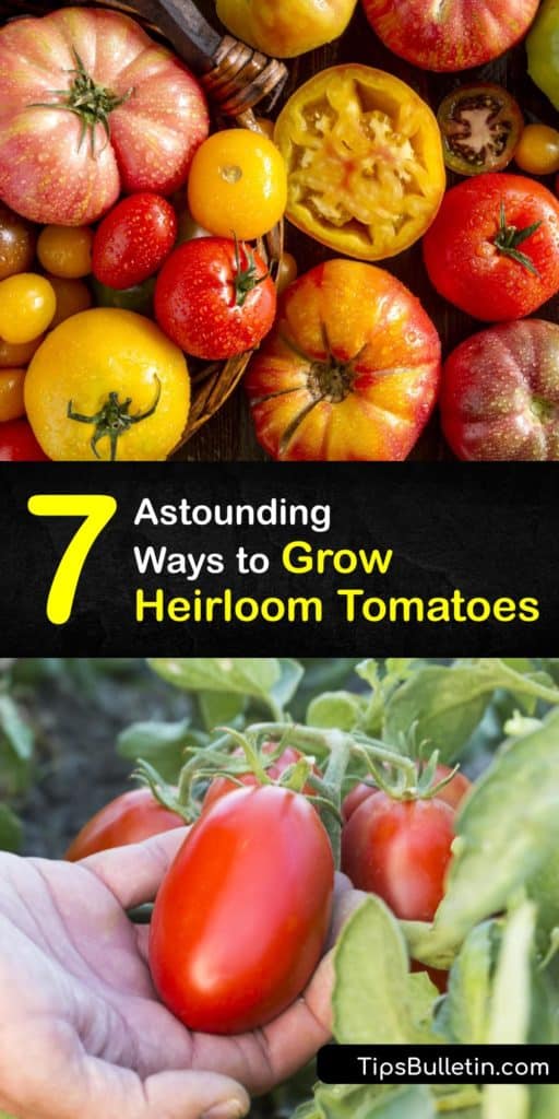 Learn how to use mulch, prune, and plant heirloom tomato seeds that have disease resistance qualities. Heirloom varieties like Brandywine, Black Krim, and Amish tomatoes demand more attention than cherry tomatoes. #howto #grow #heirloom #tomatoes