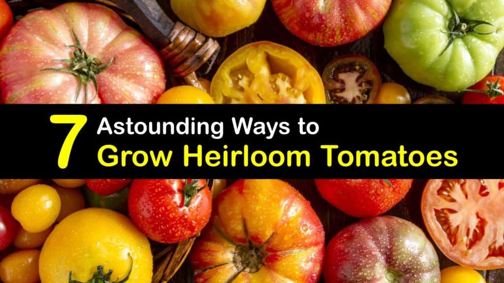 How to Grow Heirloom Tomatoes titleimg1
