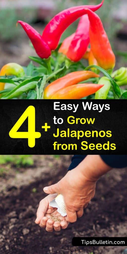 A bell pepper has no heat at all and a habanero is burning hot, but jalapenos are just right. Learn how to sow your own jalapeno pepper seeds indoors before the last frost for the best germination before transplanting them outdoors. #howto #grow #jalapenos #seeds