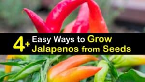 How to Grow Jalapenos from Seeds titleimg1