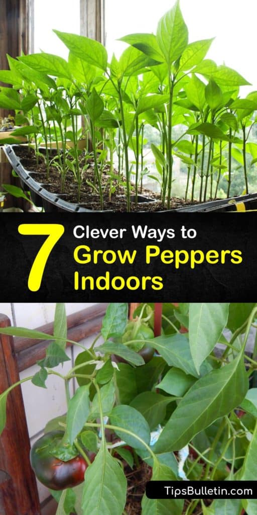 Learn how to grow peppers indoors, from bell peppers to chili-peppers like habanero. Soak seeds to promote germination, place the pots in full sun, and ensure cooler nighttime temperatures. #peppers #growing #indoors #howto