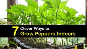 How to Grow Peppers Indoors titleimg1