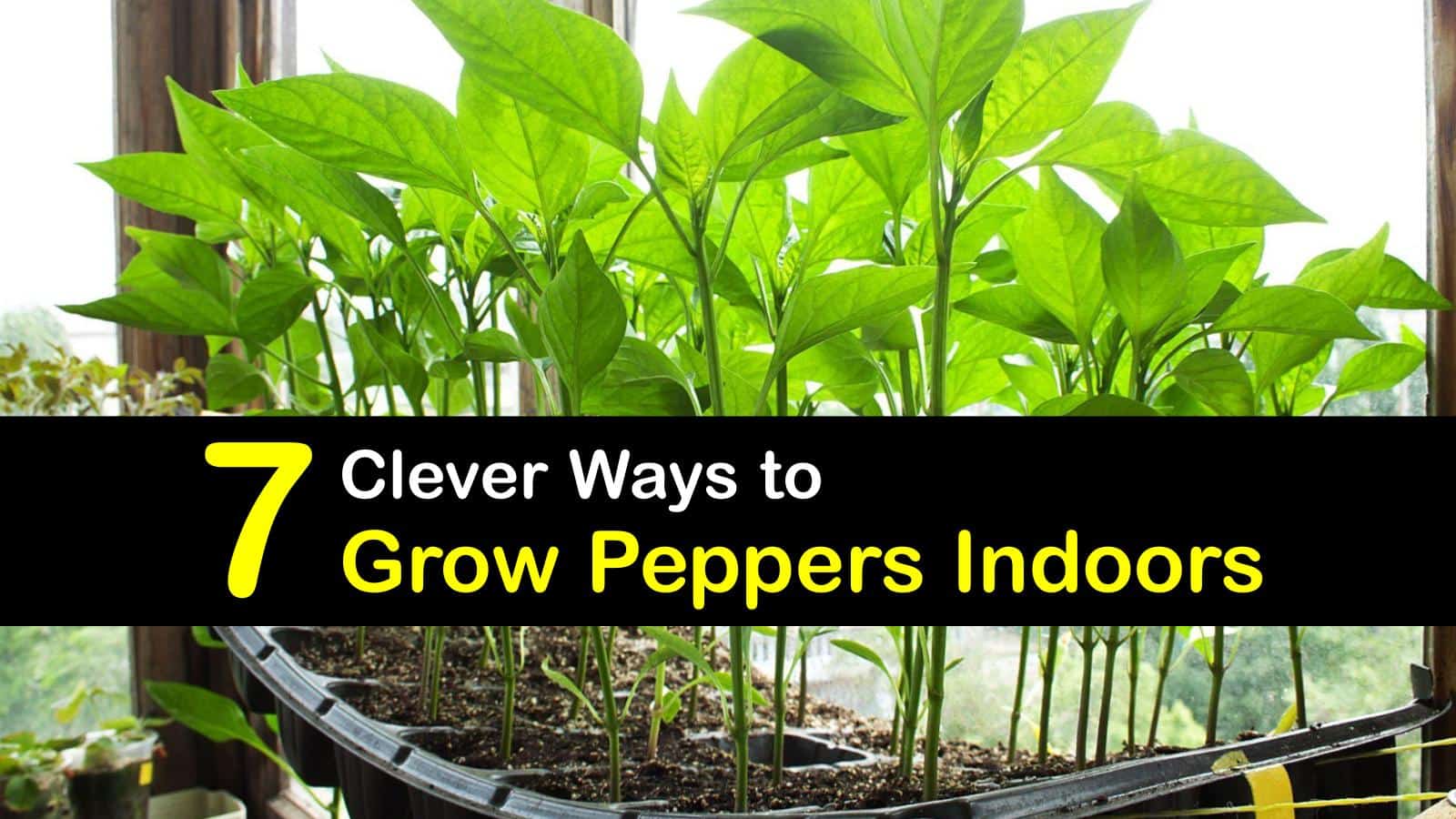 7 Clever Ways to Grow Peppers Indoors