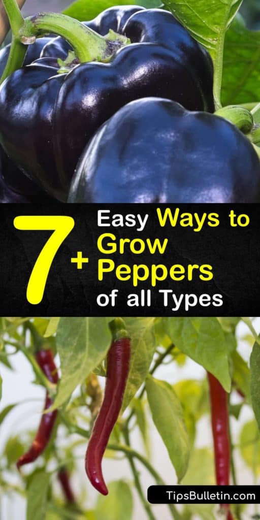 Discover how to grow your own pepper varieties at home in a few simple steps, whether they are hot or sweet peppers. Start your pepper seeds indoors and transplant them outside after germination and enjoy a bountiful harvest at the end of the growing season. #howto #grow #peppers