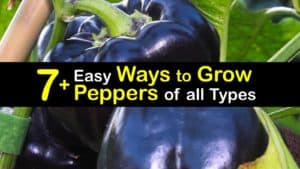 How to Grow Peppers titleimg1
