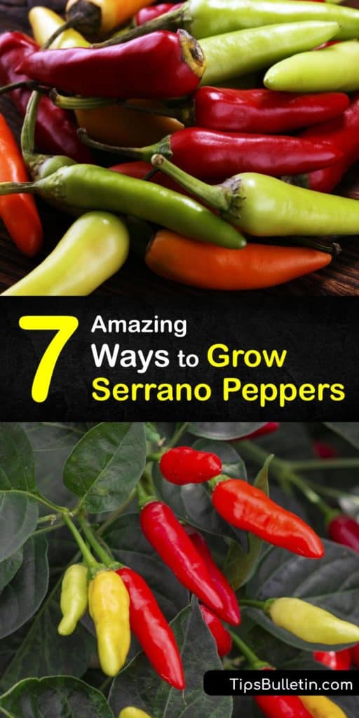 Hot peppers like habanero, chili peppers, jalapeno peppers, and serrano pepper plants are common in Mexican dishes. Although they originate in Mexico, serrano pepper seeds can be grown in your garden with the proper care. #howto #grow #serrano #peppers