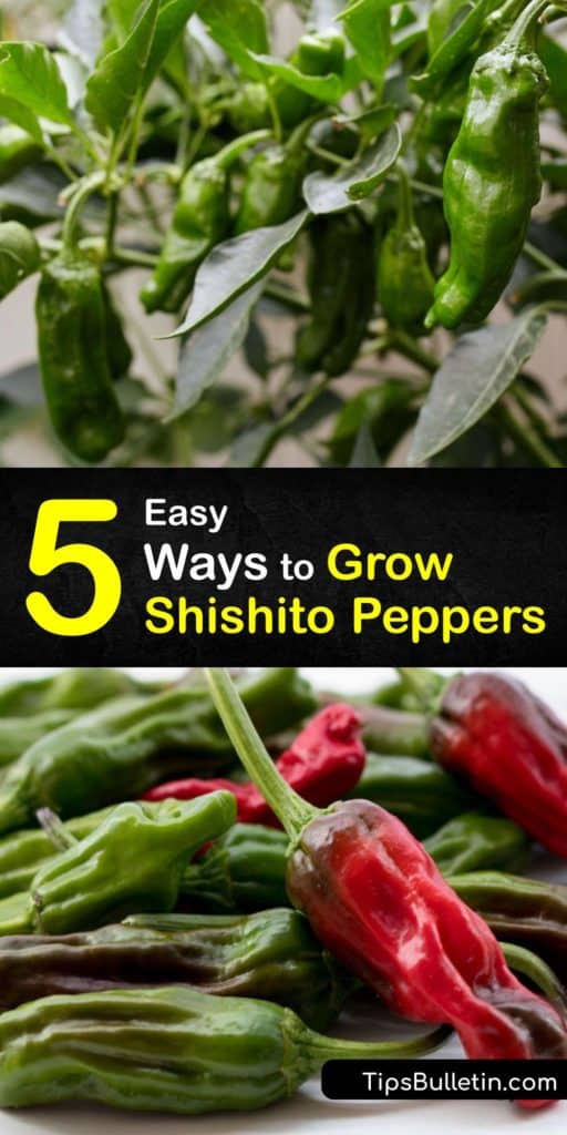 Learn how to germinate and care for Japanese shishito peppers in the garden with this step-by-step guide. This article teaches you DIY gardening hacks to improve germination, save plants from the last frost, and cook them in olive oil so they taste like jalapenos. #howto #grow #shishito #peppers