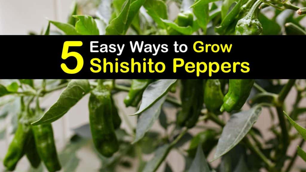 How to Grow Shishito Peppers titleimg1