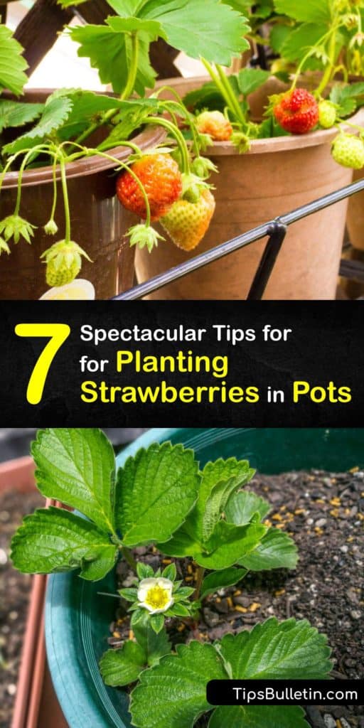 Learn how to grow June-bearing or day-neutral strawberries in a terra cotta planter this growing season. Before transplanting strawberries in the late spring or early summer, start new plants indoors. Container plants need lots of water, so use mulch to lock in moisture. #grow #strawberries #pots