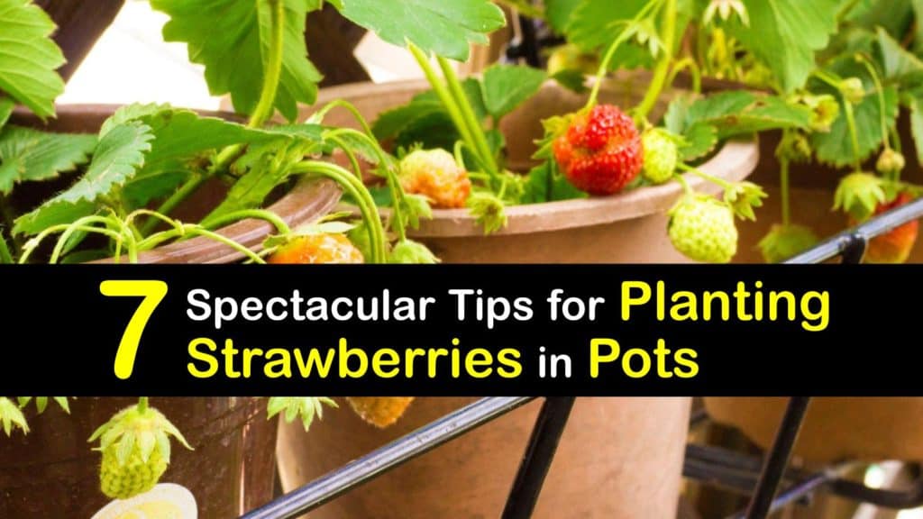 How to Grow Strawberries in Pots titleimg1