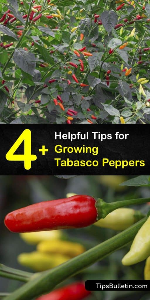 Find out everything you need to know about growing a Tabasco chili pepper plant. If you’re a fan of Tabasco sauce, try making your own hot sauce using tabasco, cayenne, jalapeno, or habanero peppers. #howto #grow #tabasco #peppers