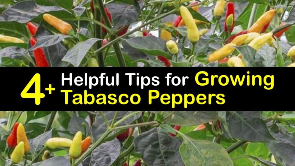 How to Grow Tabasco Peppers titleimg1