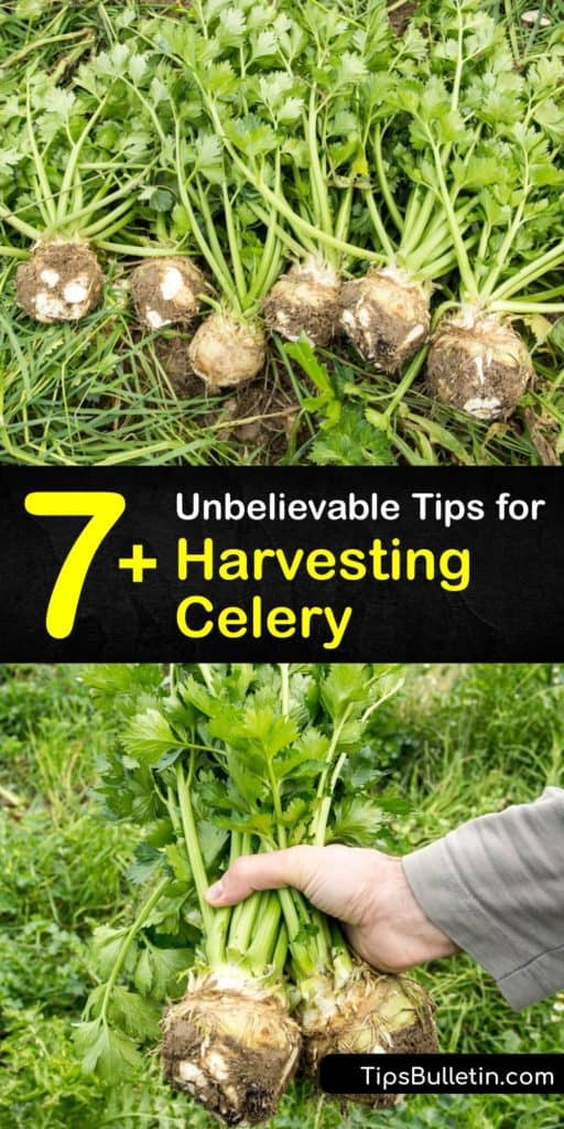 Discover how to harvest celery, a biennial plant, from your garden. Instead of going to the grocery store, plant celery seeds. After harvesting celery, it continues blanching as it is stored, so you do not have to blanch it yourself. #howto #harvest #celery