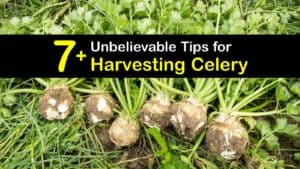 How to Harvest Celery titleimg1