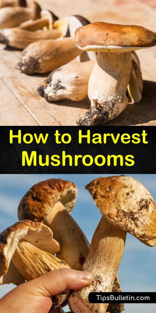 Learn how to grow your own mushrooms and pick mushrooms in the wild. The correct harvesting technique and a grow kit allow growers to produce and collect delicious mushroom types, like Chanterelle. Discover how to avoid magic mushrooms, or shrooms, in the forest. #howto #harvest #mushrooms