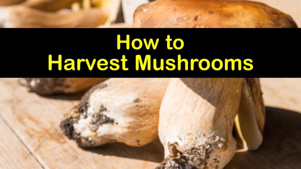 How to Harvest Mushrooms titleimg1