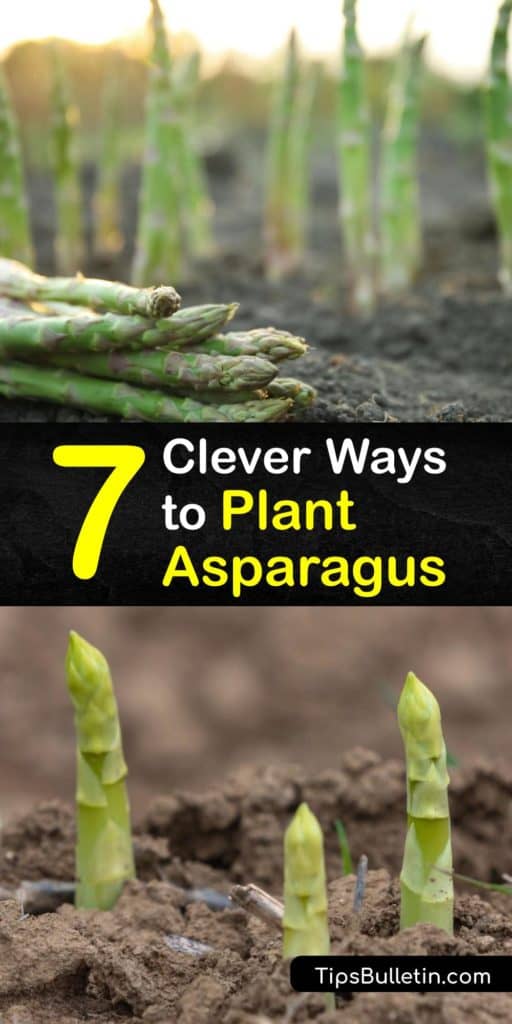 Asparagus spears grow best in the early spring when seeds are planted under two inches of soil. In the first year of growth, asparagus varieties like Jersey Knight do not produce a crop. However, during the third year, male and female plants are ready to harvest. #howto #plant #asparagus