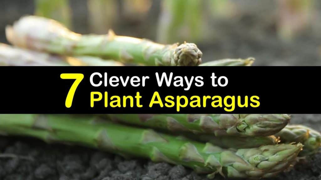 How to Plant Asparagus titleimg1