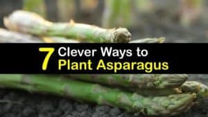 How to Plant Asparagus titleimg1
