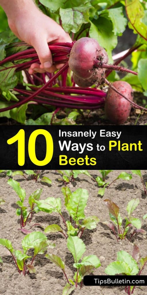 Whip up a fresh beet greens dish with beet varieties, like Detroit Dark Red, from your own garden. When you plant beets or Beta vulgaris, the plant demands full sun, ideal spacing, and mulch to lock in moisture for the root crops. #howto #plant #beets