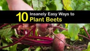 How to Plant Beets titleimg1