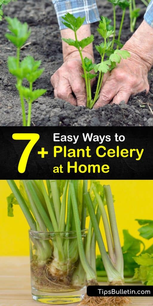 Discover how to grow celery (Apium graveolens) at home in the garden or in front of an indoor windowsill. It’s easy to grow these veggies from seed or the celery stalk base. Plant celery in a sunny location and protect the soil with mulch. #howto #planting #celery