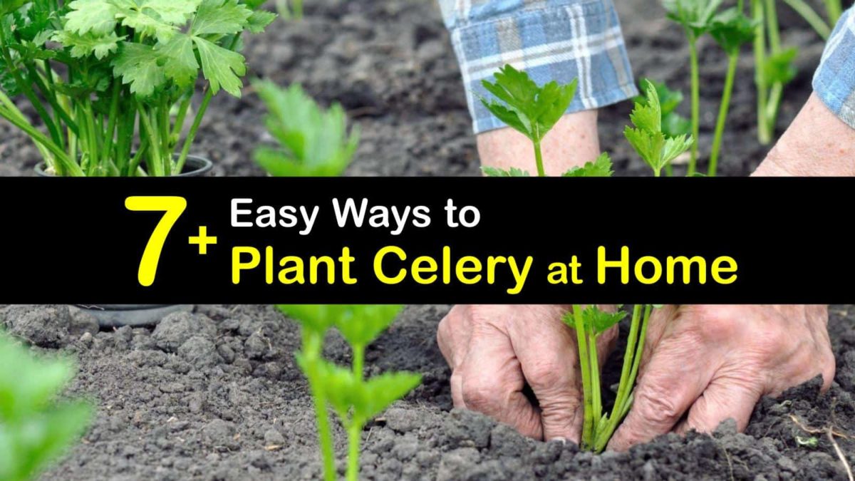 7+ Easy Ways to Plant Celery at Home