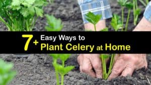 How to Plant Celery titleimg1