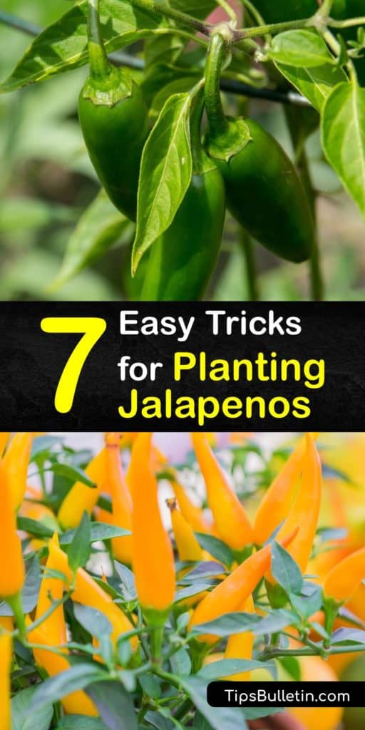 Learn everything you need to know about transplanting and growing jalapenos. Jalapeno pepper plants need plenty of water and sunshine and have a lower Scoville heat rating than other chili peppers like cayenne and habanero. #grow #planting #jalapenos #peppers