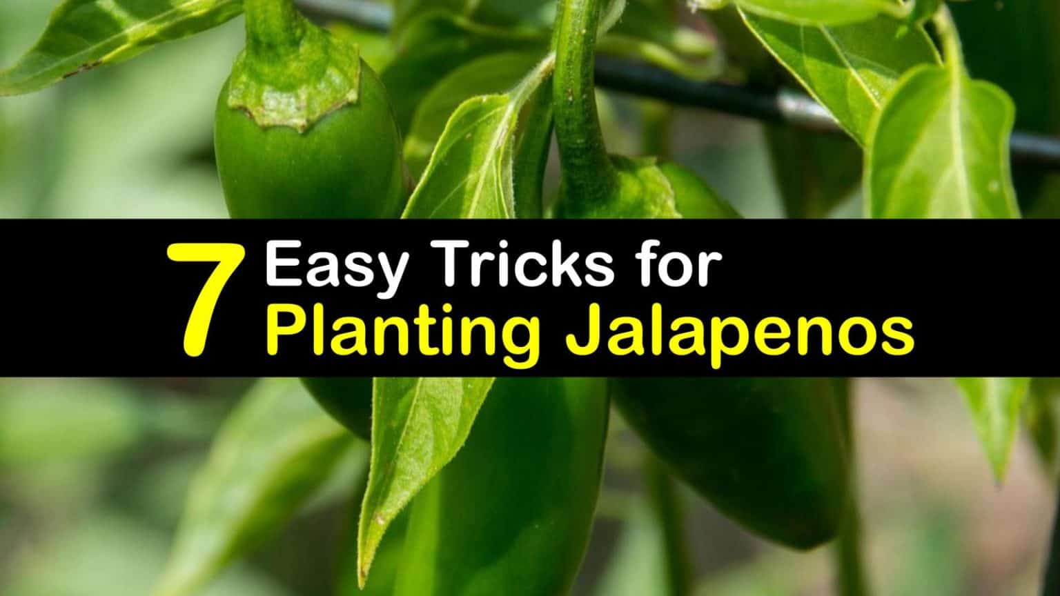 7 Easy Tricks for Planting Jalapenos
