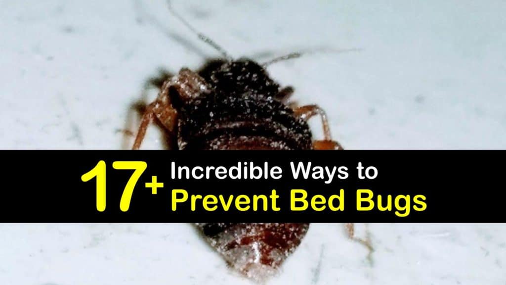 How to Prevent Bed Bugs titleimg1