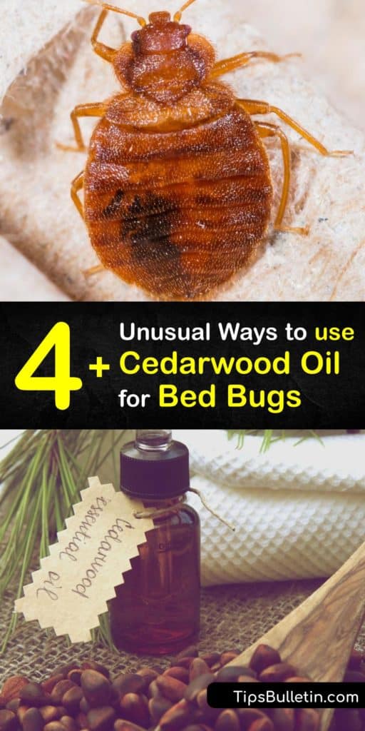 Make a bug spray repellent free of insecticides and pesticides to kill bed bugs. Essential oils like cedar, eucalyptus, lemongrass, and peppermint oil help prevent a bed bug infestation. #bedbugs #essentialoil #cedarwood