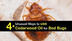 How to use Cedarwood Oil for Bed Bugs titleimg1
