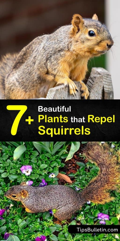Several plants and herbs act as a squirrel repellent. Some flowers that deter the critters include geraniums, hyacinth and Galanthus flowers, and any allium. Other tools that stop squirrels from digging up plants to bury acorns include cayenne pepper and chicken wire. #plants #repel #squirrels